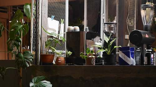 plant assorted green-leafed plants inside room mill